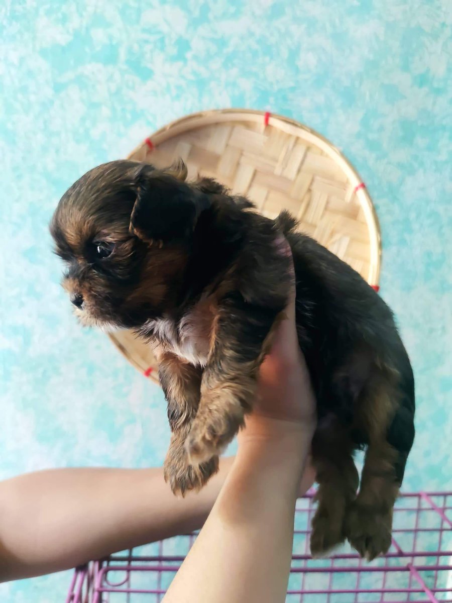 RuszChing's tweet photo. For sale shihtzu https://t.co/q3n8jEwQoh