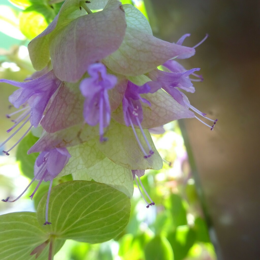 qtykity's tweet photo. #origanum # KentBeauty https://t.co/AxHUt80lX2