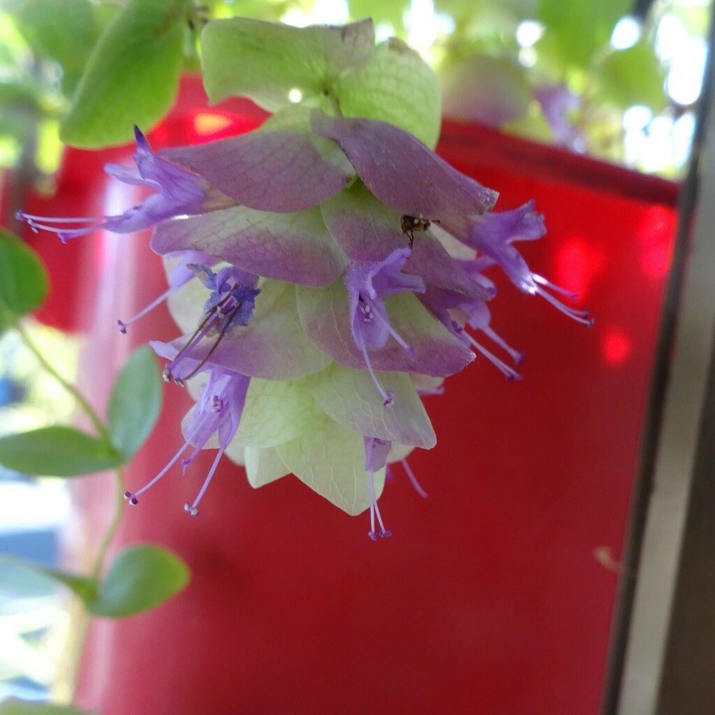 qtykity's tweet photo. #origanum # KentBeauty https://t.co/LAX7cp9f4n