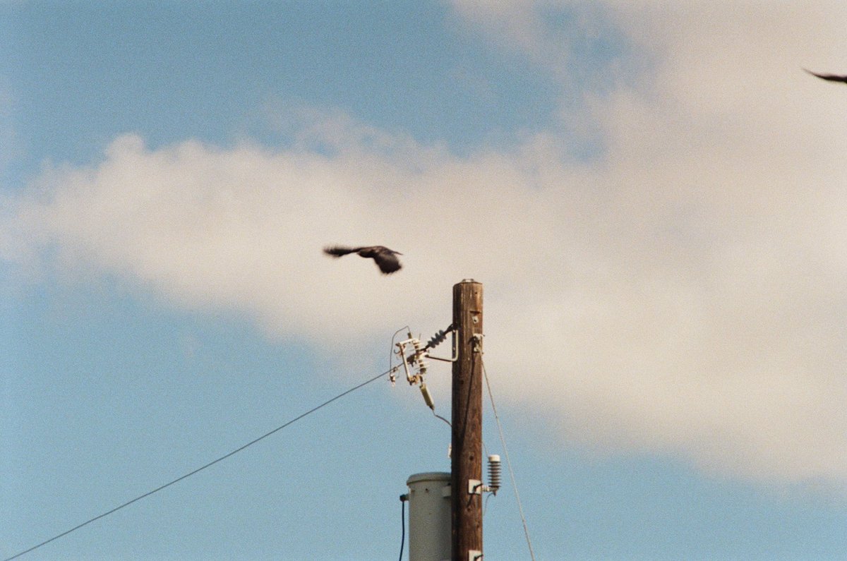 orrwho's tweet photo. @orrwho Test roll in a Nikkormat FT2, of unknown condition

#35mmfilm #nikkormatft2 https://t.co/iJBocZES67