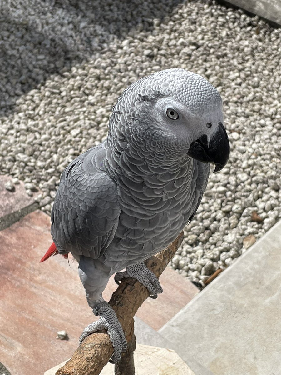 pumako_r's tweet photo. ヨウムのトトが自宅（岐阜県関市）から逃げてしまいました。今日の11時頃。勝手口を開けた隙に外に出てしまいました。一歳の男の子です。左足の爪がひとつだけ白いです。足輪有り。 https://t.co/hFrz9M6O9y