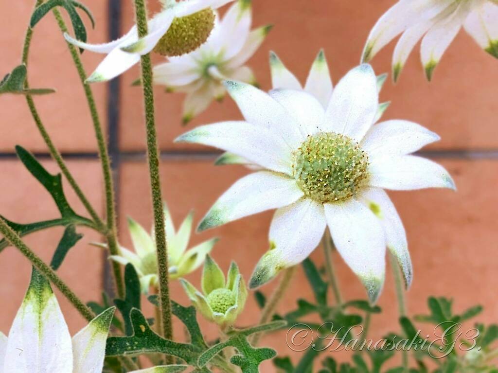 アクチノタス Twitter Search Twitter