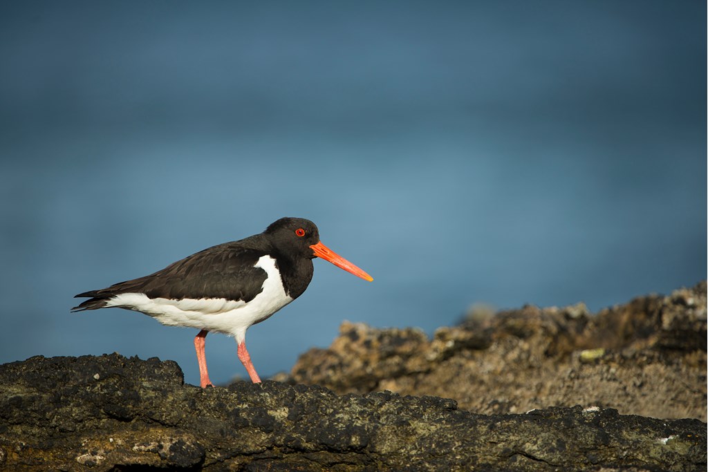 ProjectLOTE's tweet photo. Anyone interested in a coastal ranger job with @BirdAwareEssex? You'll be engaging with local communities & visitors, protecting internationally important bird life that rely on its estuaries and coastal habitats. Application deadline 23/6/22 https://t.co/3oumYmO2xU @KA_lexander https://t.co/v7alEr38VH