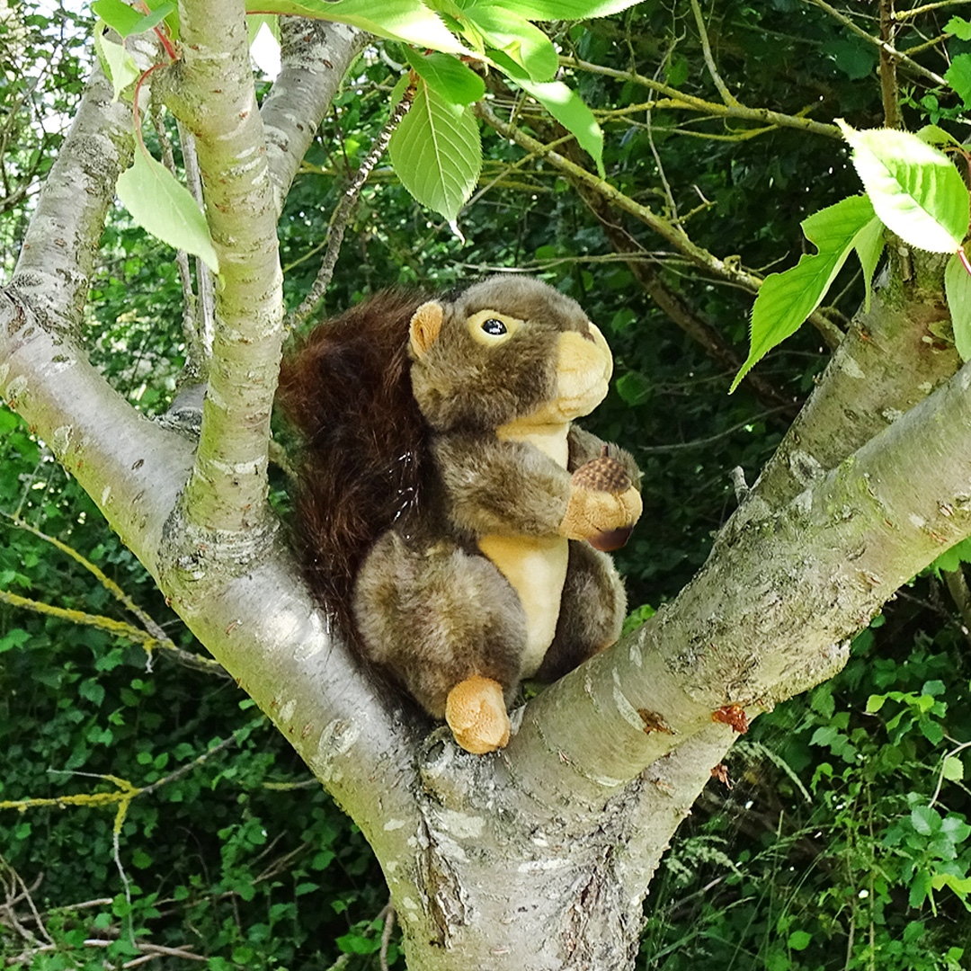 Bright eyed & bushy tailed! Our natural world squirrel plush is extremely lifelike. Featuring super soft fur this squirrel plush is perfect for those who love the great outdoors #pms #pmsint #pmsinternational #squirrel #lifelike #squirrelplush #plush #plushtoy #toy