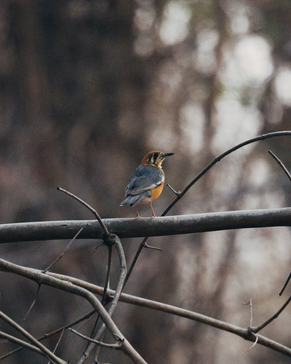 YashKatkar's tweet photo. A few birds of Bandhavgarh in the 6:00 am light. https://t.co/PGYLBTRxlJ