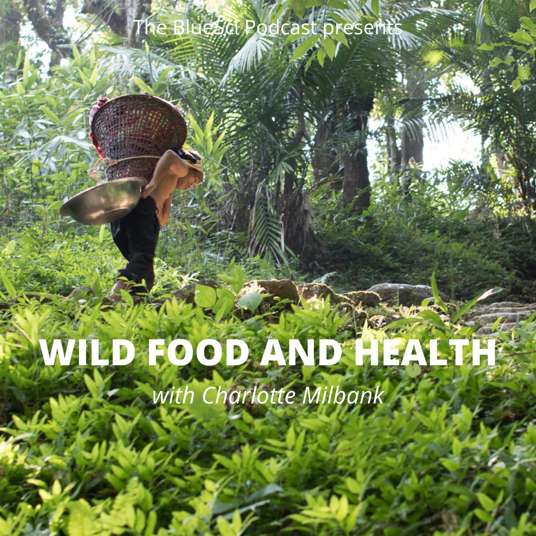 📣 NEW EPISODE OUT NOW!

This week, Georgia and Mark spoke to Charlotte Milbank about her work with wild food and indigenous peoples in India! 

Find the episode on Anchor (anchor.fm/bluesci-podcas…) or wherever you get your podcasts! 

(image provided by Charlotte Milbank)