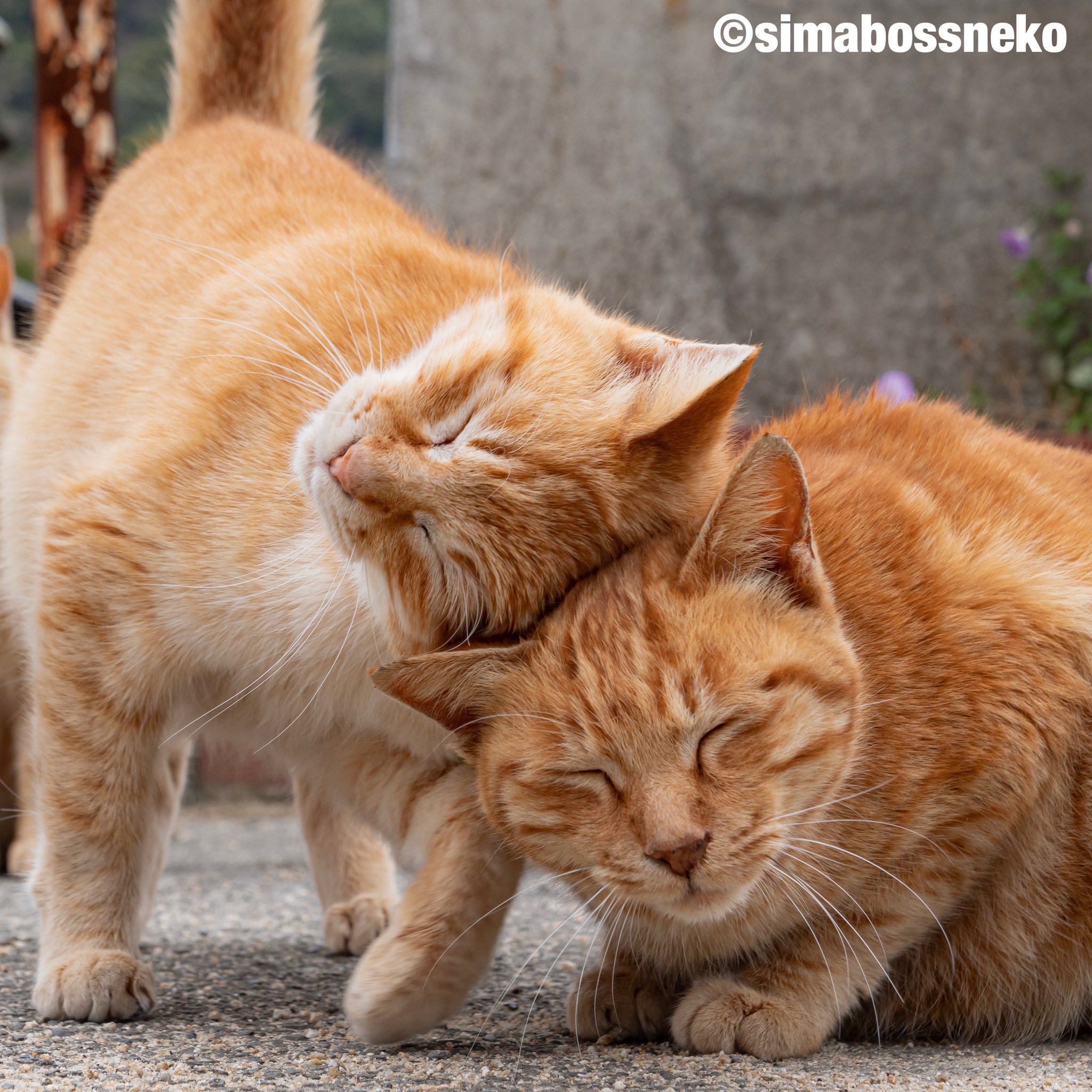 Simabossneko いつも一緒 仲良しにゃ Bff 仲良し 猫 猫写真 Cats T Co Dir7ftr71u Twitter