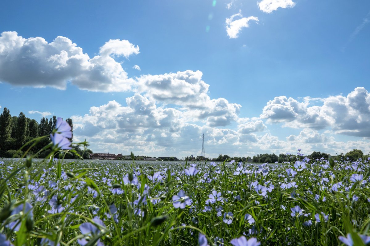 NatbeeldenMya's tweet photo. #vrtweer Waregem, blauwe lucht met wolken
@Texturekortrijk @MeteovistaBe
@weerbord @meteobenl
#weerfoto #weerbericht 
@Stad_Waregem
#igwaregem #vlas #vlashaarden https://t.co/g2ga9T9Dxe