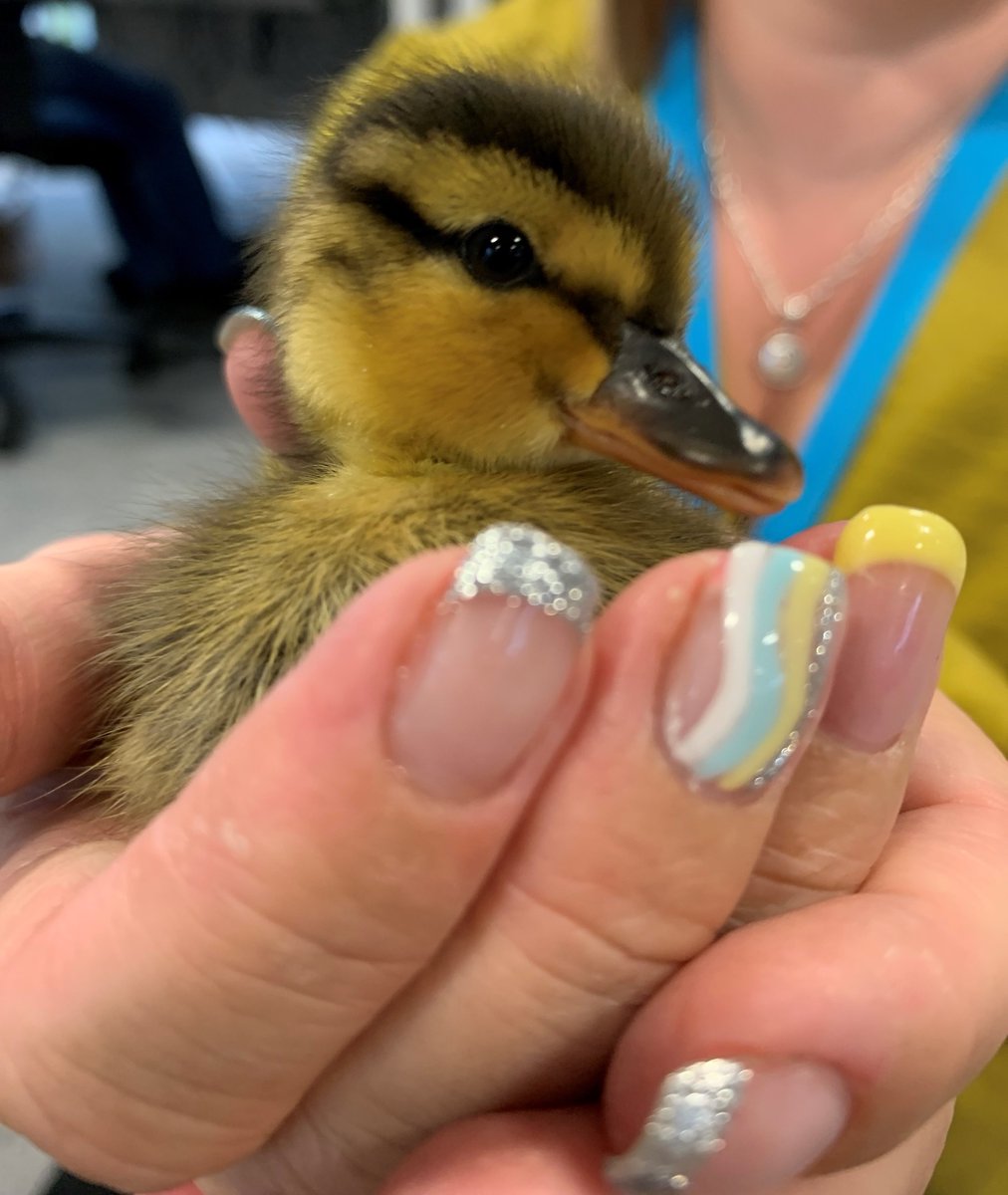We've got a visitor in the SAS office!🐣

We hope everyone is having a quacking Monday😁 #goingswimmingly