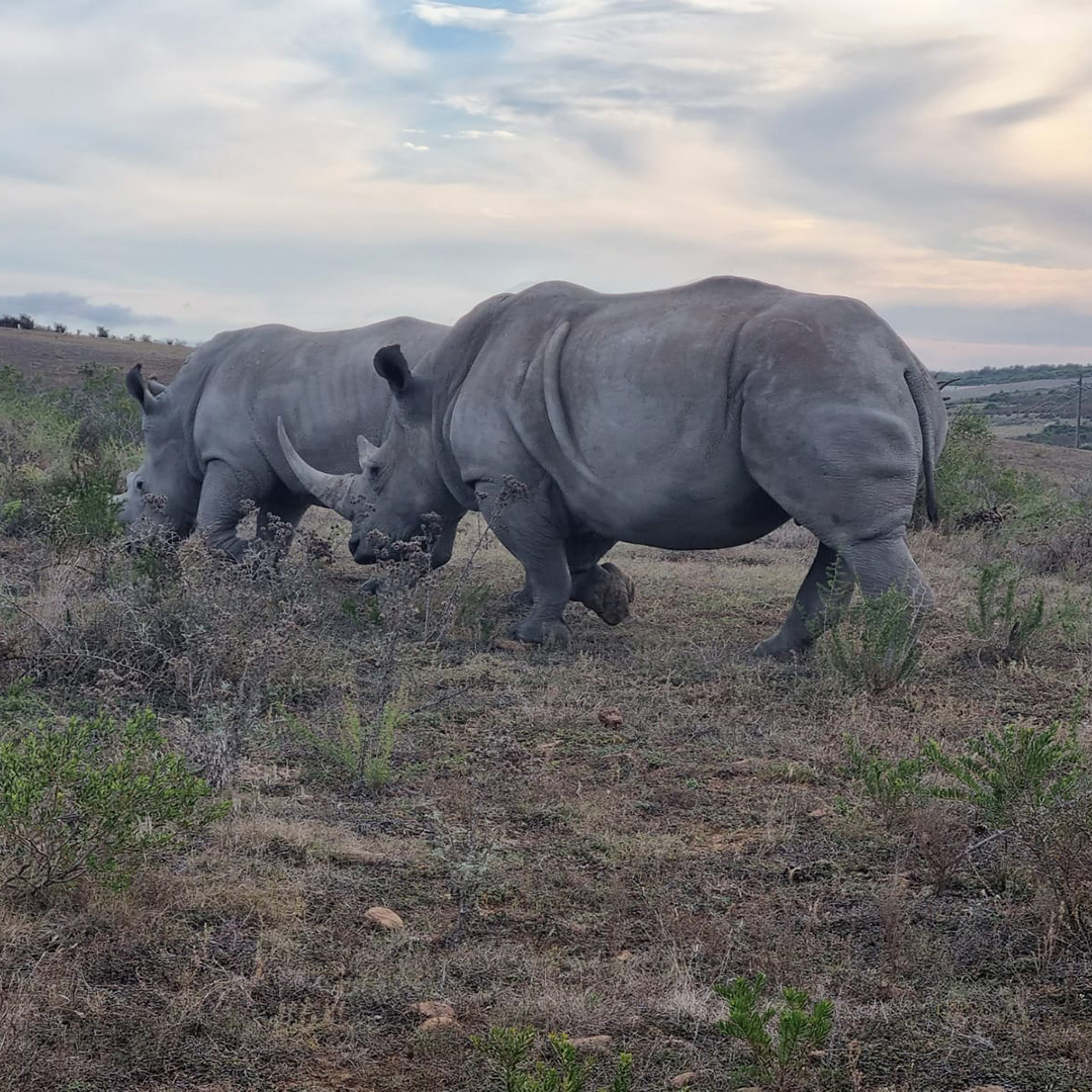 Real unicorns have curves. 💛🦏🇿🇦

📸 <a href="/AnmariRoux/">Anmari Roux</a> 

#wildlife #photography #nft #nftcollection #nftcommunity #conservation
