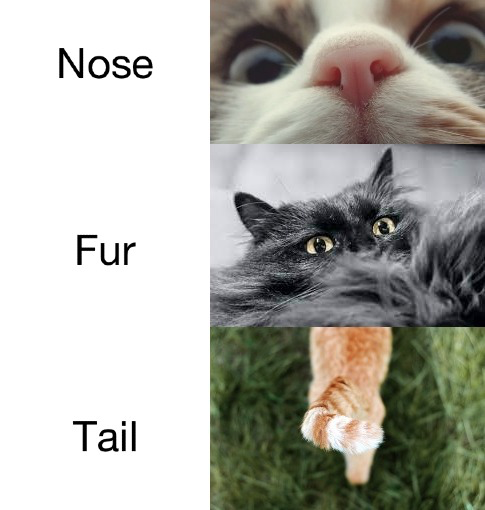 NFT_Forest_NFT's tweet photo. #Animals and #NFTs are a cute match! The #NFTForest team is a group of #cat lovers and we have different breeds of cats. Do you think we should launch an NFT collection based on these amazing creatures?
#CatNFT https://t.co/0ww2sgsZo5