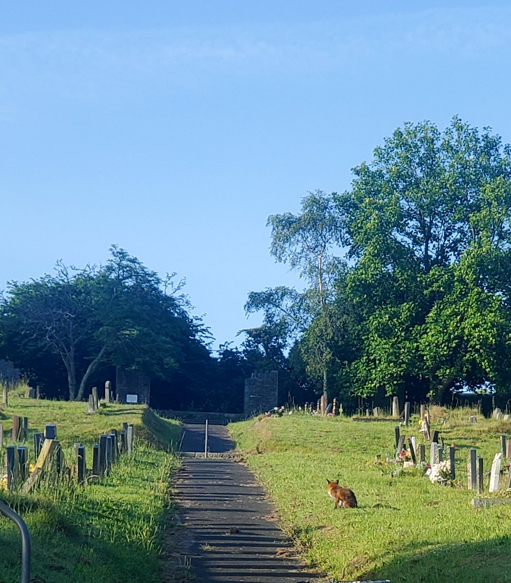 While walking his dogs this morning Mr Romaine spotted this large fox.
#30DaysWild Day 13
#wildlife 
<a href="/GreenshawTrust/">Greenshaw Learning Trust</a> <a href="/StokeDamerelCC/">StokeDamerelCC</a>