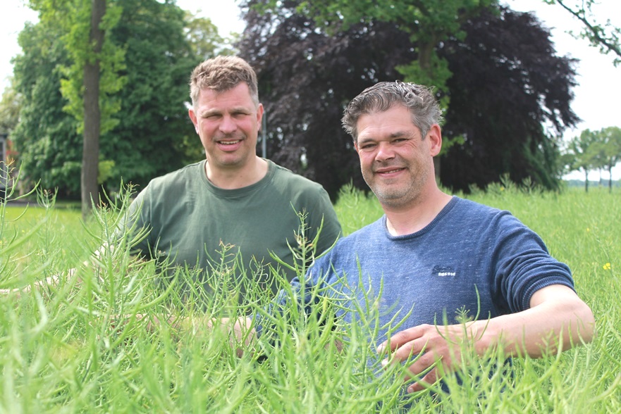 Akkerbouwer Wieger Bosker: 'Opbrengst en gezondheid bepalen rassenkeuze koolzaad'. Lees zijn verhaal: lgseeds.nl/news/post/opbr… #koolzaad #akker #oogst2022