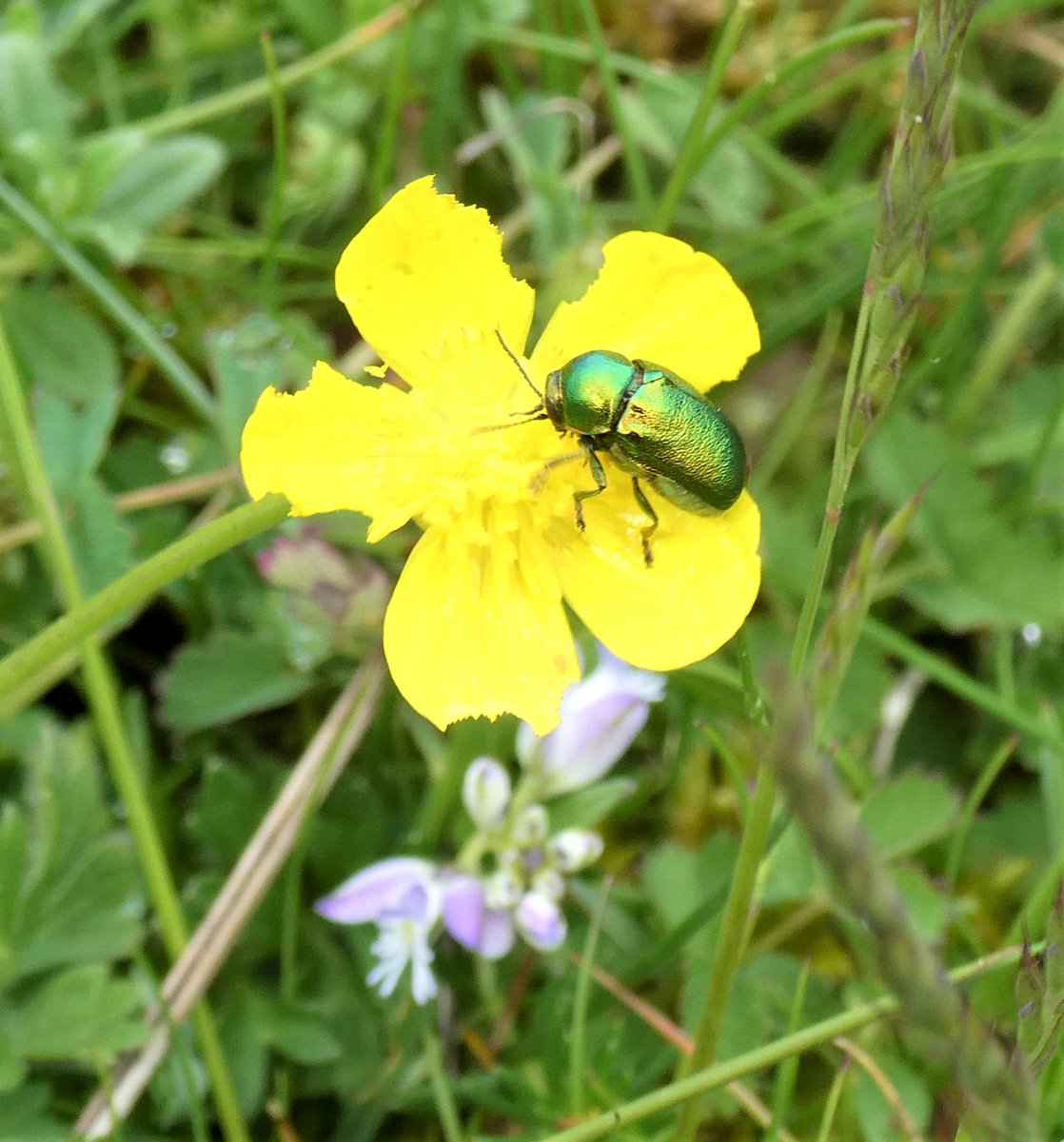 Beatrice Groves tweet media