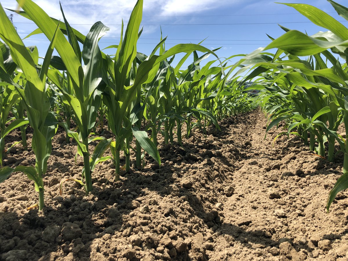 [#MondayMotivation]
🌽Comme nous le confirment les agriculteurs, les maïs poussent fort!
💪Et d'après Céréobs, la plaine est plutôt belle : 88% des parcelles de maïs grain poussent sous de bonnes ou très bonnes conditions!
🗣️Et chez vous, ça donne quoi??