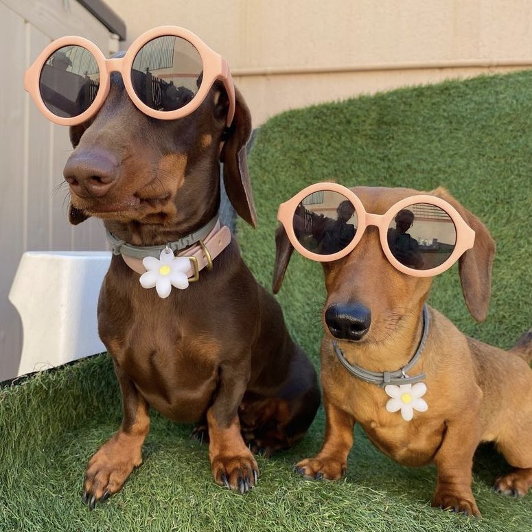 Sausage Dog tweet media