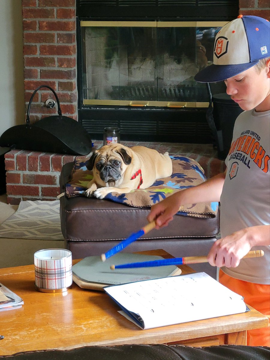 Today I watched drum practice. It was ok. #puglife