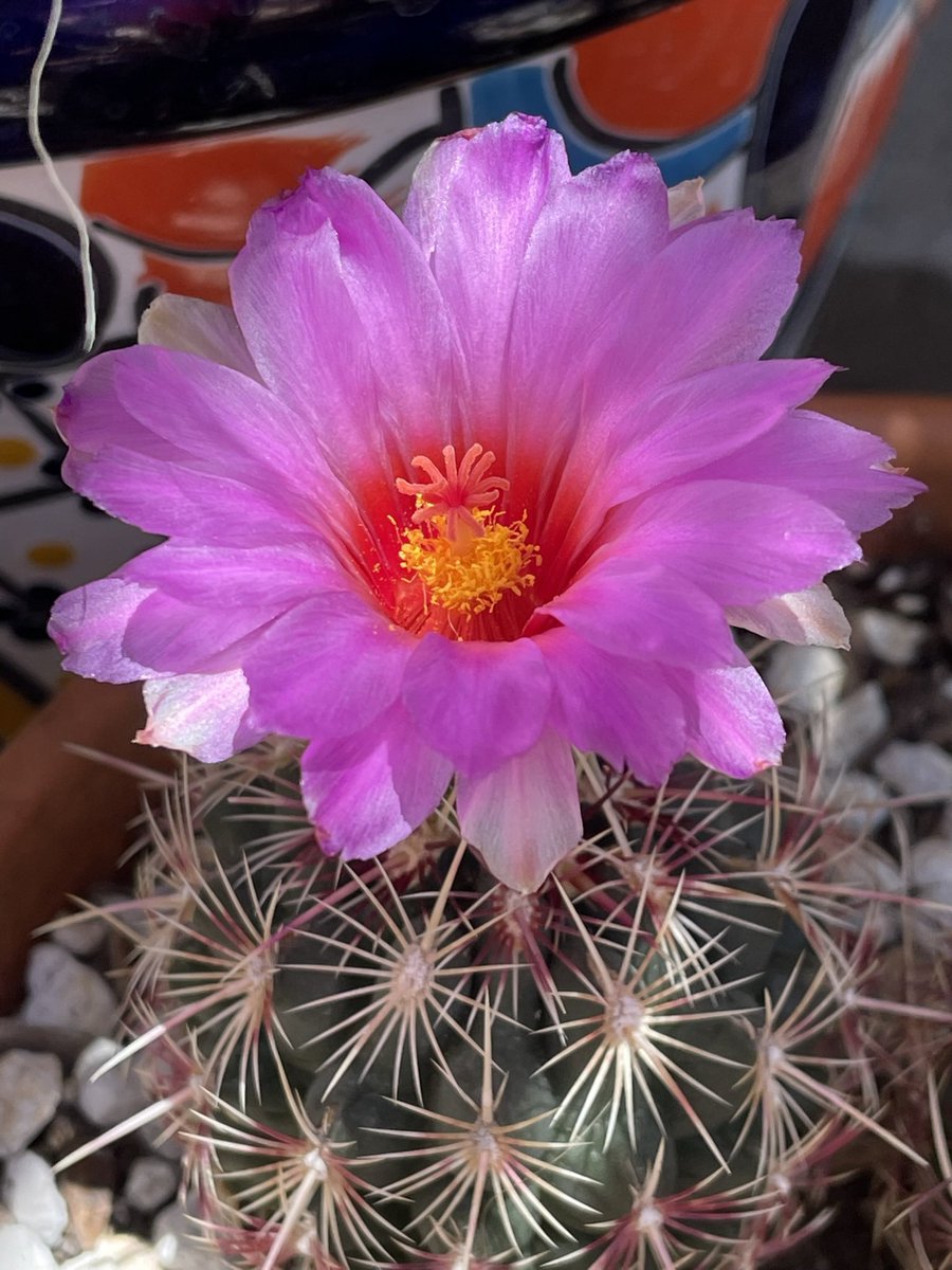 cat_quart's tweet photo. at least my outdoor cacti are loving the TX heat wave! each stem of this #Thelocactus bicolor (bought at a native plant sale last yr) has sent out an exquisite, ephemeral bloom in the past few weeks 💖 #ChihuahuanDesertPlants https://t.co/EMPKPaDW9i