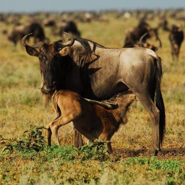 AardowolfA's tweet photo. Our Kenya Tanzania Combined Safari is suitable for those who are looking for exploring the best of Tanzania and Kenya together in Kenya safari Tours.

#Kenyatanzaniacombinedsafari #Kenyasafari #Tanzaniasafari  #Tanzania #Safaritours #VisitKenya #Adventure #Aardwolfafricasafari https://t.co/onLb6VLOc7