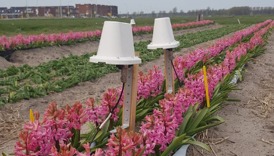 Binnen de sector wordt hard gewerkt om de afhankelijkheid van chemische middelen te verminderen. Dat vraagt om actie, bijvoorbeeld door te denken in nieuwe innovatieve teeltsystemen. PPS Bollencoaster is hier een voorbeeld van.

ow.ly/BNAg50JuuRR