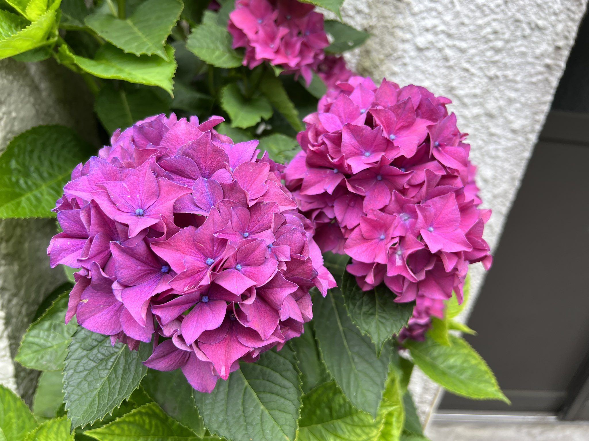 くるみ この色好き 紫陽花の季節 紫陽花 あじさい 濃ゆい 写真好きな人と繋がりたい Photo T Co Rjrzaucgmq Twitter