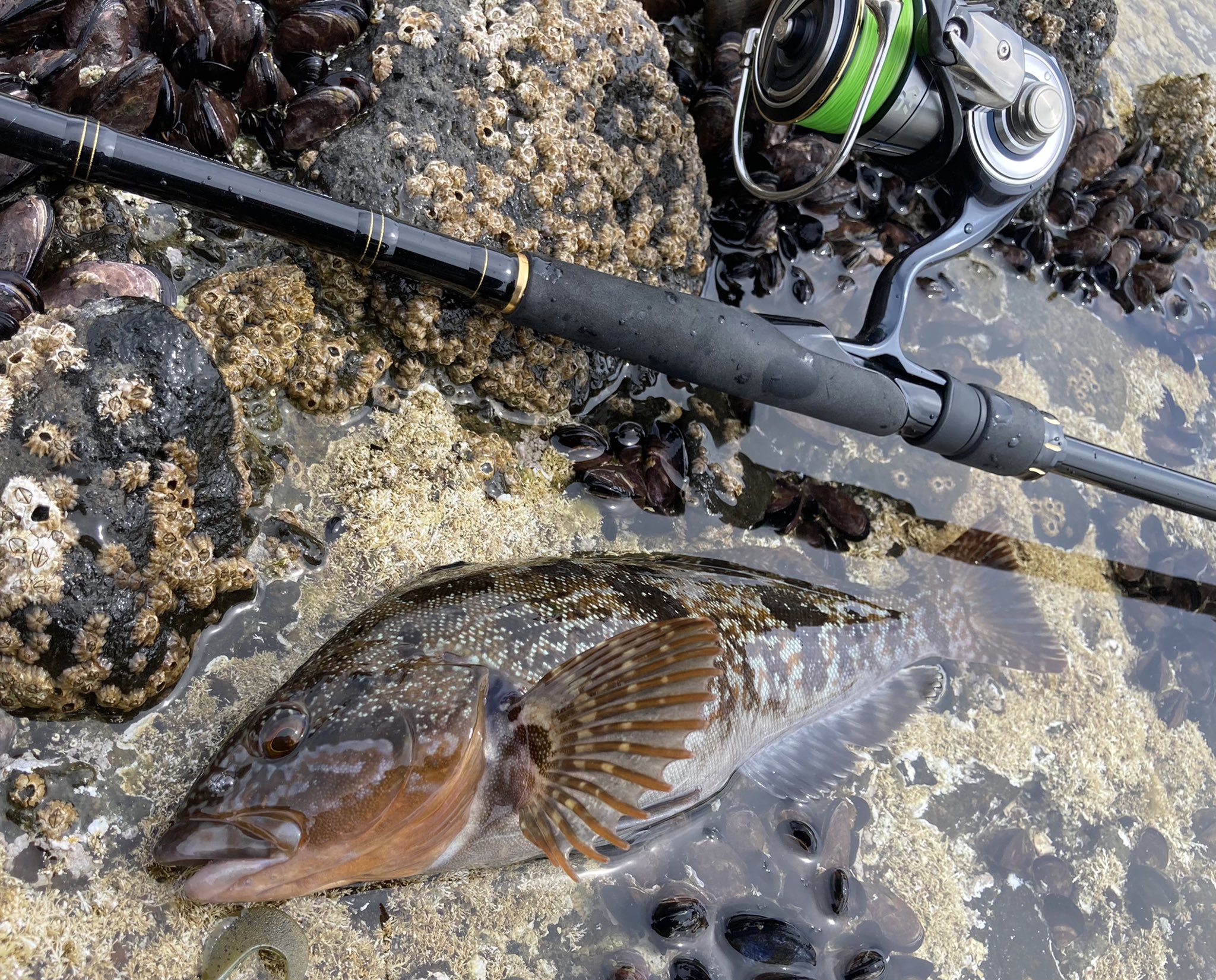 なか ヒラメの釣り方わからん 癒しのアブラコ T Co Kjh74nykc7 Twitter