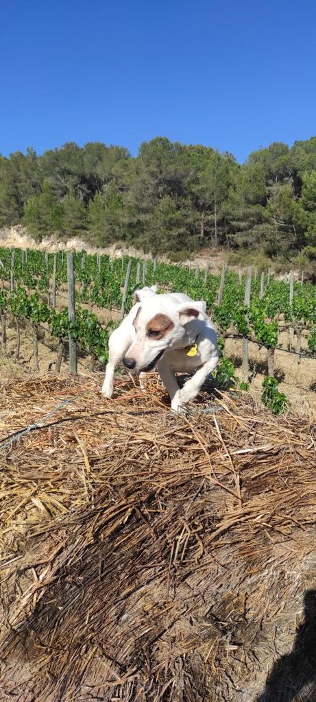 ElJardiSentits's tweet photo. Bales de  pel #mulching de les 2 parcel.les més calcàries i aixutes 🥴
#ClimaticChange 
#calcareous # Sumoll
#Enotourism #winelover
#Enoturism 
#Oenoturisme #biodynamicfarming
#VisitCellar #OrganicFarmers
#NaturalWine #VinNaturel
#DestilemVida https://t.co/kJlCGuYKwB