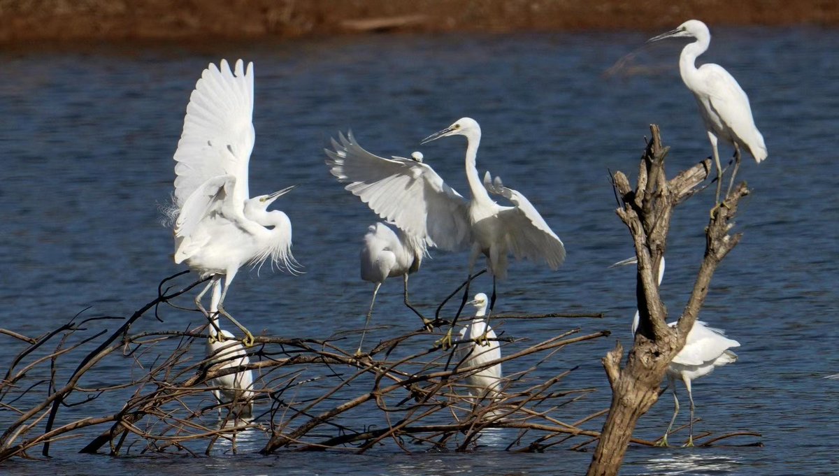HolaFujian's tweet photo. Qianlu Lake in Wuping’s Zhongshan River National Wetland Park, surrounded by mountains, marshes, farmlands and forests, is a perfect habitat for birds, attracting a large number of egrets. #Fujian #PathToGreen https://t.co/kcOP8EwFnl