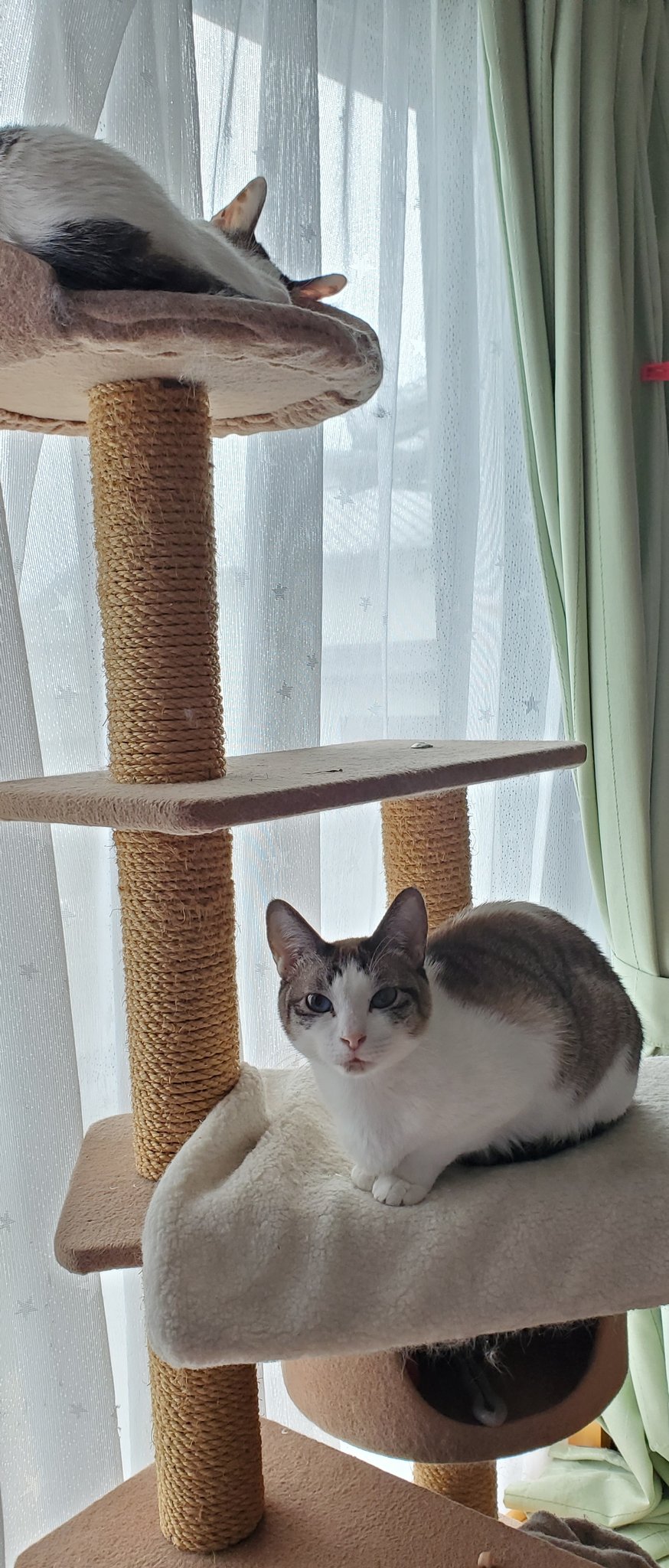 にゃんにゃんにゃん様専用 | cantodaspiscinas.com.br