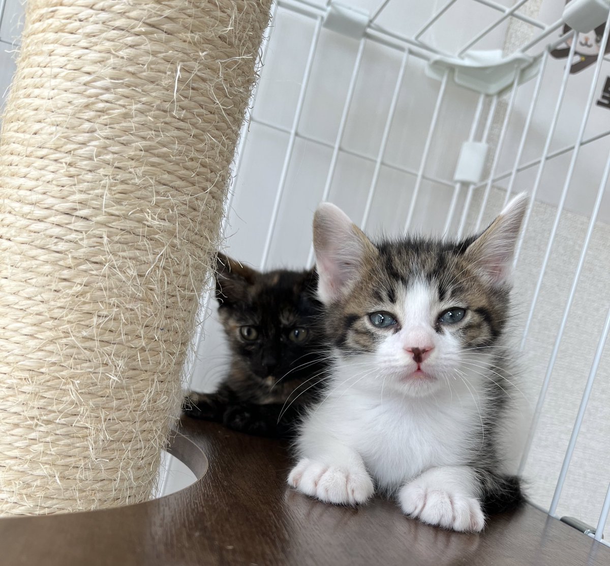 pet_ruff_ruff's tweet photo. 新たな新入りです🐱
見に来るだけでも大歓迎です！待ってます🫧

←ひなのちゃん ももの助→
#仔猫 #保護猫 #里親募集中 https://t.co/iwRHN59l5B