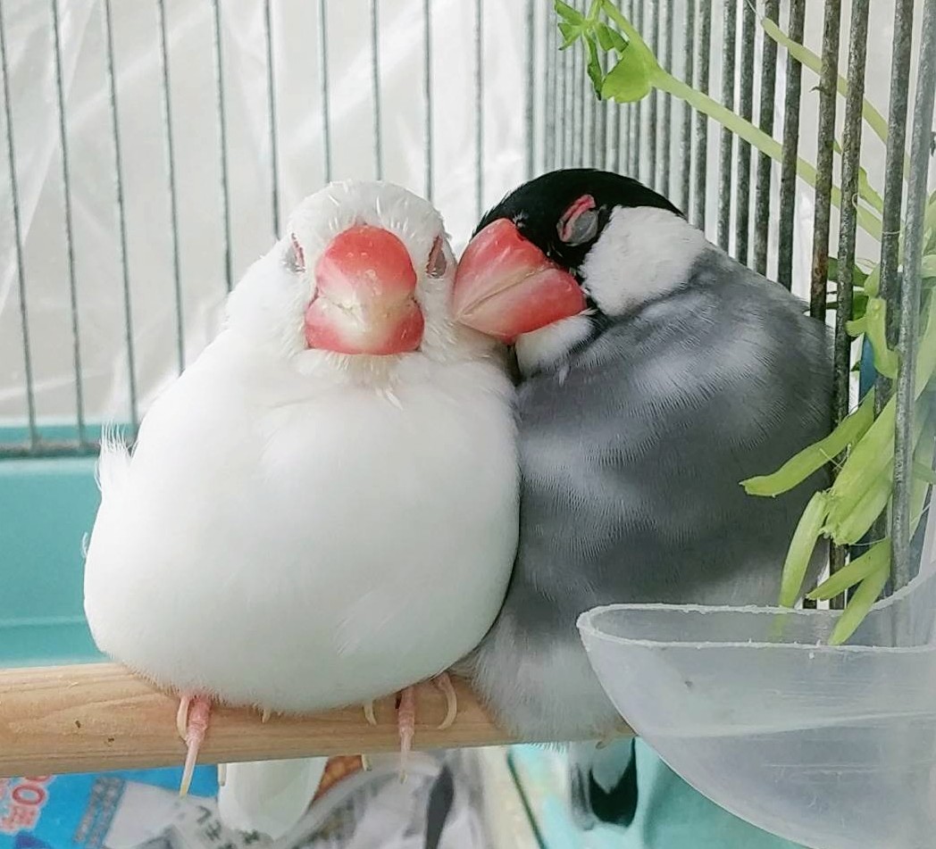 でらぴょん tweet media