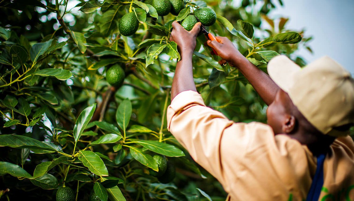 Avocado is unique in the way it ripens. It matures on the tree but does not ripen until it’s picked so some experience is required to determine when an avocado is sufficiently mature for harvesting.