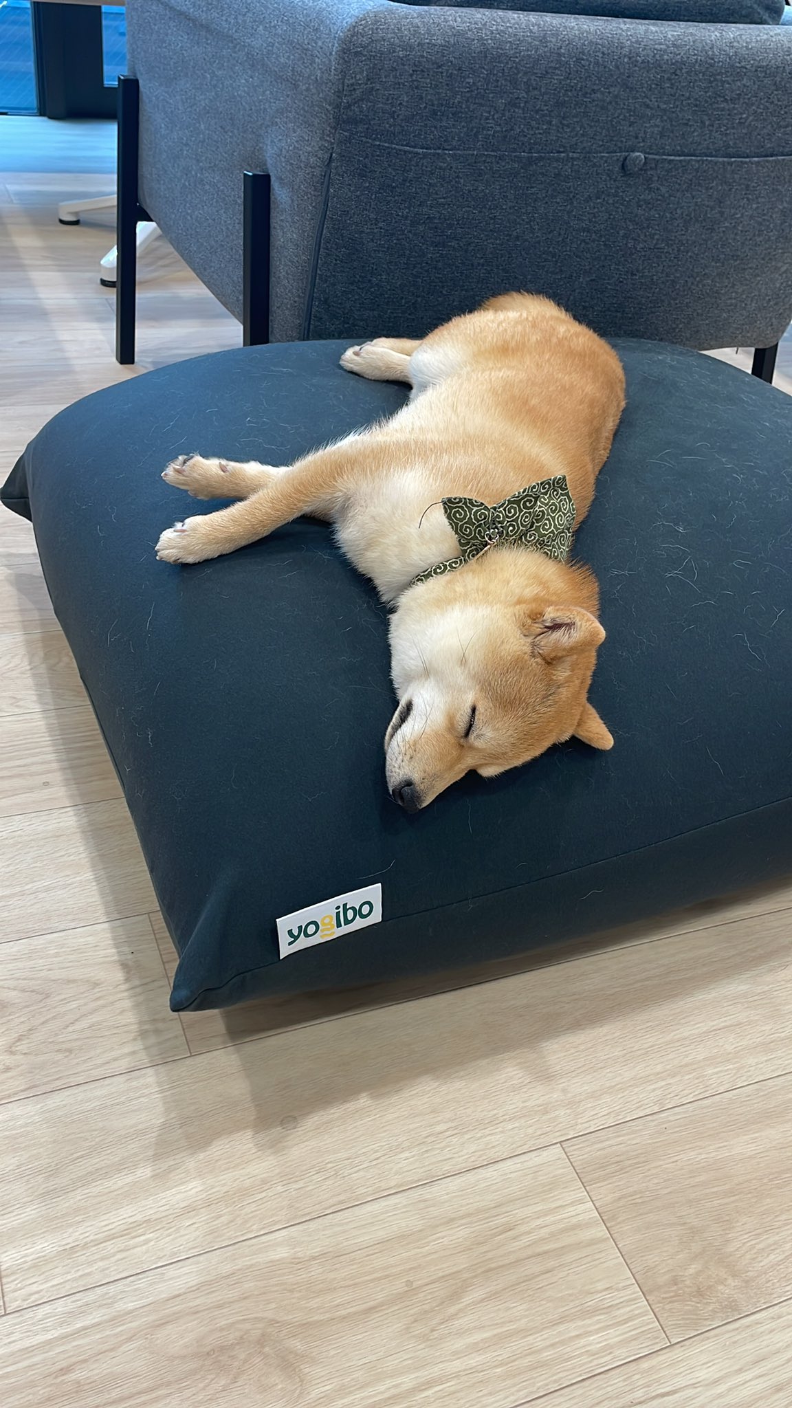 豆柴えだまめくん 今日もyogiboを優雅に使っておる 柴犬 豆柴えだまめくん 豆柴 子犬 犬のいる生活 犬のいる幸せ 犬のいる暮らし Yogibo ヨギボー犬 T Co Ena5ulkmj5 Twitter