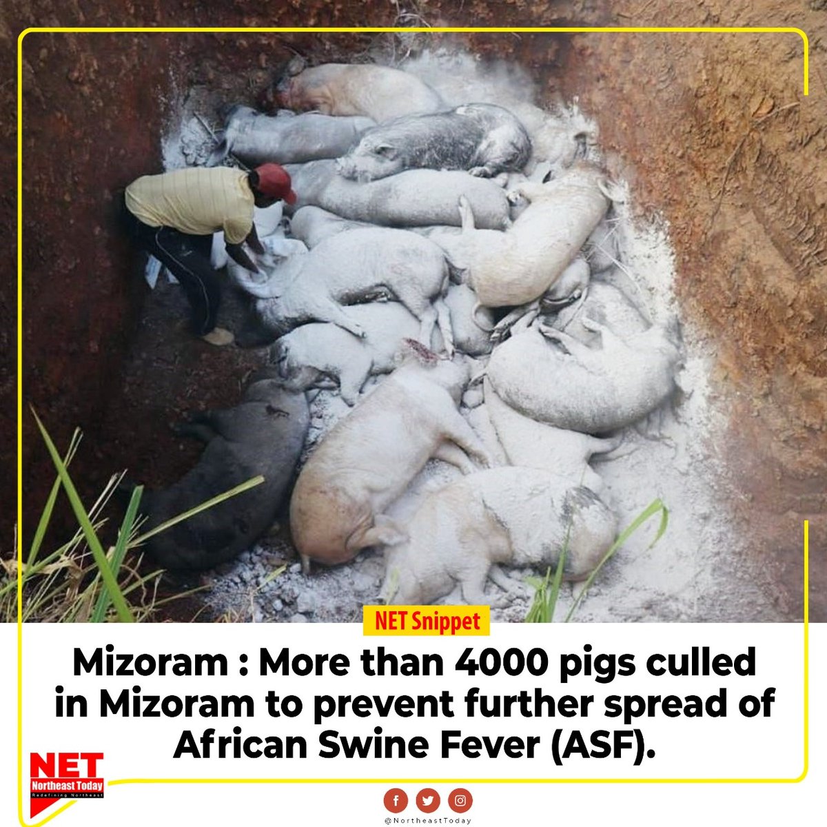 NortheastToday's tweet photo. #Mizoram | As many as 4,848 pigs and piglets have succumbed due to the outbreak of African Swine Fever (ASF), since its recurrence from February 2022.
#AfricanSwineFever #infectiousdisease #pigs #Culled #asfoutbreak #NetSnippet #NortheastToday https://t.co/3zYqYstsBp