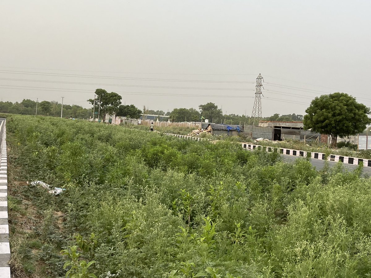 Transformation of sector Roads 69/70 Greenery #Greenbeltdevelopment <a href="/OfficialGMDA/">GMDA</a> <a href="/PMOIndia/">PMO India</a> <a href="/narendramodi/">Narendra Modi</a>  <a href="/cmohry/">CMO Haryana</a> <a href="/sec70ggn/">Development of Sector 69, 70 and 70A ggn</a> <a href="/GauriSarin/">Gauri Sarin</a> @salonisharma05 <a href="/gsinl/">Gaurav Prakash</a>