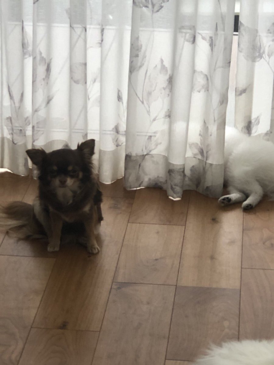 六法 (@roppou2) on Twitter photo 