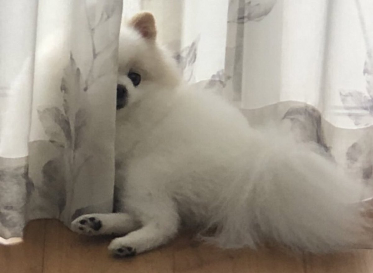 六法 (@roppou2) on Twitter photo 