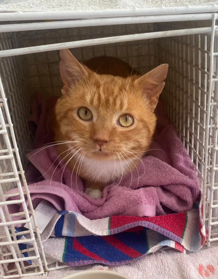 Handsome Tango can be shy to begin with but has made wonderful progress with his confidence so far. He'd love a quiet, understanding home to call his own.
More about Tango and how to adopt on our website:
bathcatsanddogshome.org.uk/.../cats/tango…