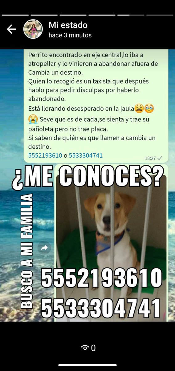 ZeroAbandonados (@abandonadoszero) on Twitter photo Perro encontrado Beagle bicolor con pañoleta paliacate cdmx 5552193310 @cambiaundestino <a href="/MascotasSismo/">Mascotas Sismo</a> Perro encontrado Beagle bicolor con pañoleta paliacate cdmx 5552193310 @cambiaundestino <a href="/MascotasSismo/">Mascotas Sismo</a>