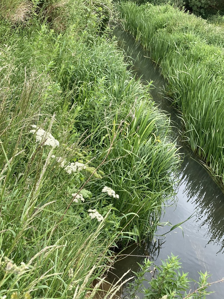 Eroded Bankside restoration! natural materials, pre planted coir roll <a href="/LionsEnv/">Lions Environmental Limited</a> <a href="/WildTroutTrust/">The Wild Trout Trust</a>