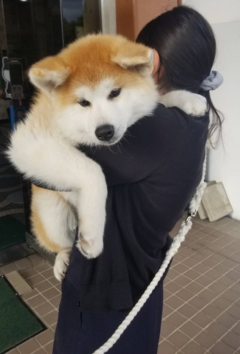 生後4か月の 赤ちゃん マジかよ 思わず目を疑っちゃう秋田犬の写真に反響 全文表示 Jタウンネット