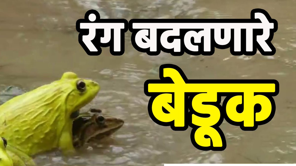 KokansadLive's tweet photo. रंग बदलणारे बेडूक पाहिलेत का ? | Special report 
https://t.co/ALCAVik4AK

#Yellowfrog #IndianBullFrog #Rainyseason #banduk #kokan #Breedingseason #nature #sindhudurg #maharashtra #kokansadlive https://t.co/UOtstKptTj