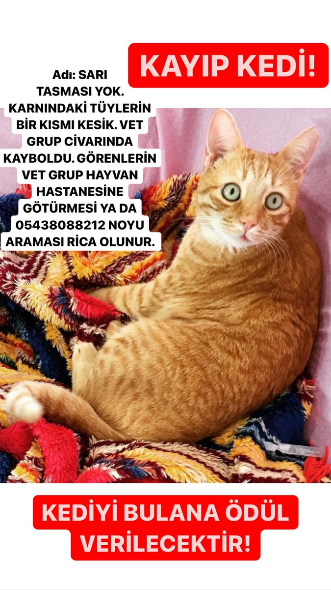rapunzeliifff's tweet photo. #fethiye #kayıpkedi 🥹🙏🏼 https://t.co/05nwzrz7Ki