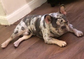 SAMPAuk_'s tweet image. BENTLEY STOLEN IN HOME BURGLARY 

Male #FrenchBulldog 

Stolen from #Newham, East #London, E15 area, on 3rd June 2022 

CONTACT: 07462 903697
or call @metpoliceuk on 101

Doglost: doglost.co.uk/dog-blog.php?d…

#DogTheft #DogAbduction #PetTheftReform #ScanMe
#MakeChipsCount #FernsLaw