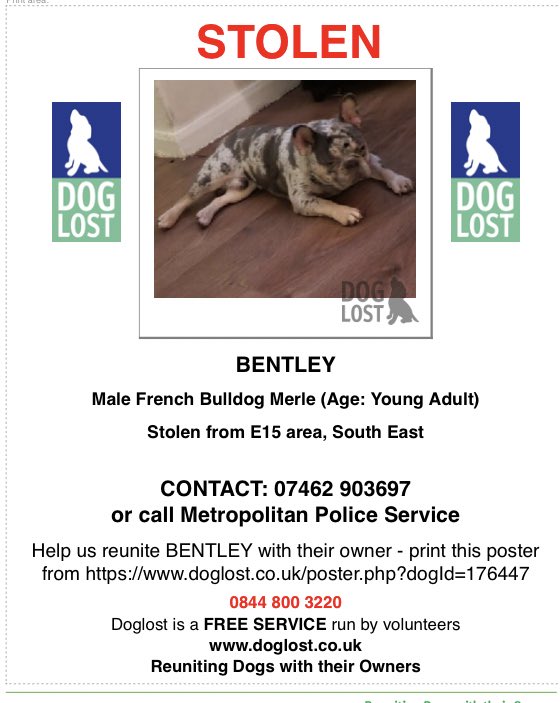 SAMPAuk_'s tweet image. BENTLEY STOLEN IN HOME BURGLARY 

Male #FrenchBulldog 

Stolen from #Newham, East #London, E15 area, on 3rd June 2022 

CONTACT: 07462 903697
or call @metpoliceuk on 101

Doglost: doglost.co.uk/dog-blog.php?d…

#DogTheft #DogAbduction #PetTheftReform #ScanMe
#MakeChipsCount #FernsLaw