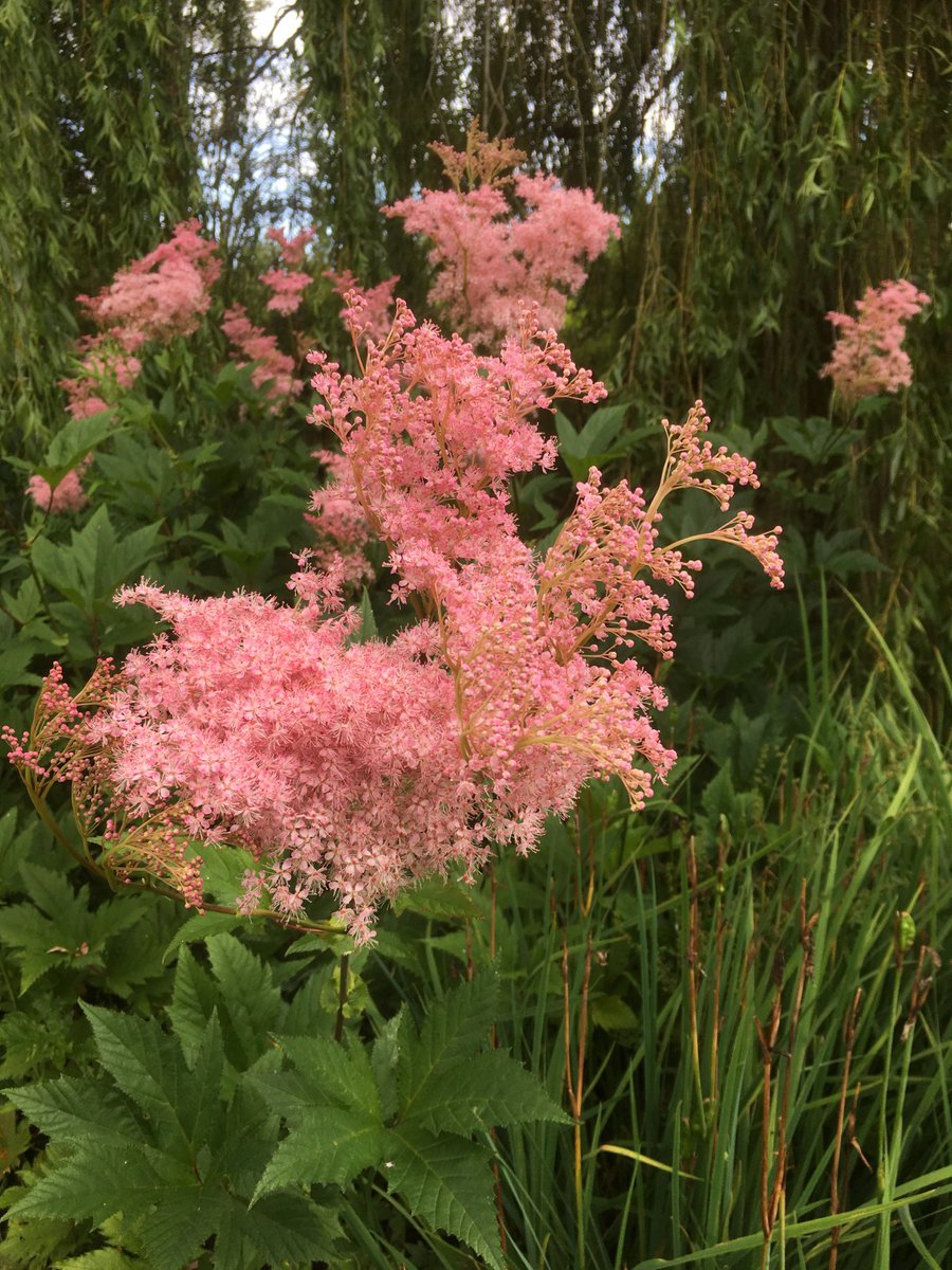 Plantheritage's tweet photo. National Plant Collections help to conserve and research the diverse range of plants we grow in our gardens

But not all plant groups are covered. Could you help and start a collection of meadowsweets - #Filipendula? Find out more: https://t.co/oSi93rdLxW 

Pic: F. 'Venusta' https://t.co/icOFak36xt
