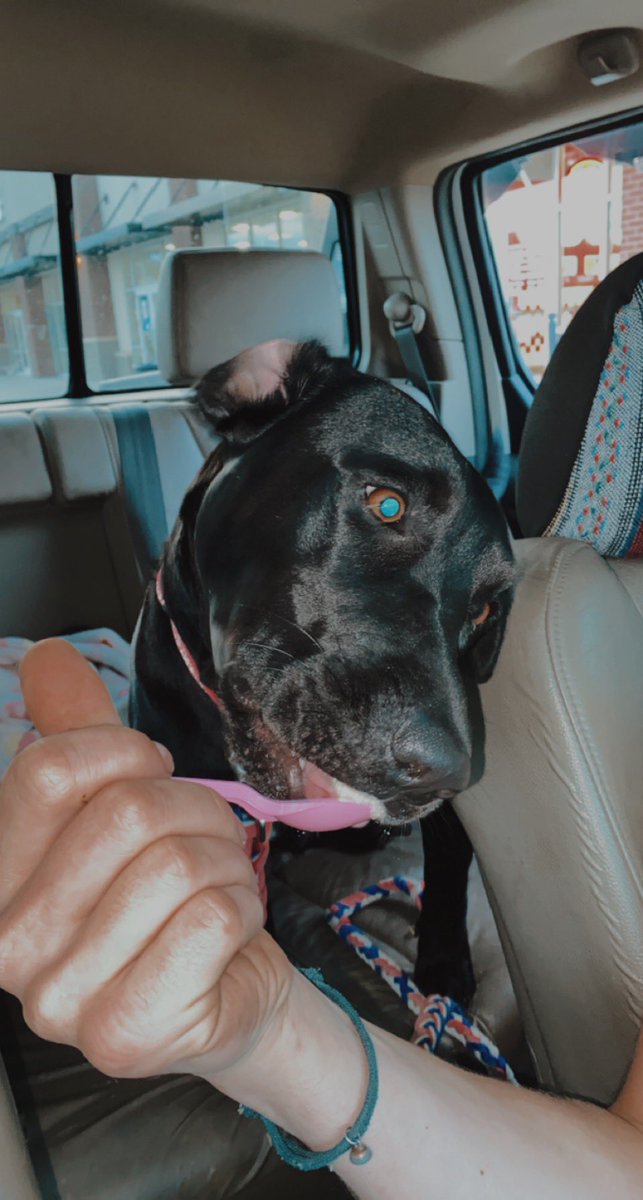 brilovesu1432's tweet photo. Baskin Robbins ice cream and my two favs <3 #puppygriffin #jayceebaby https://t.co/UvIbpF0BhX