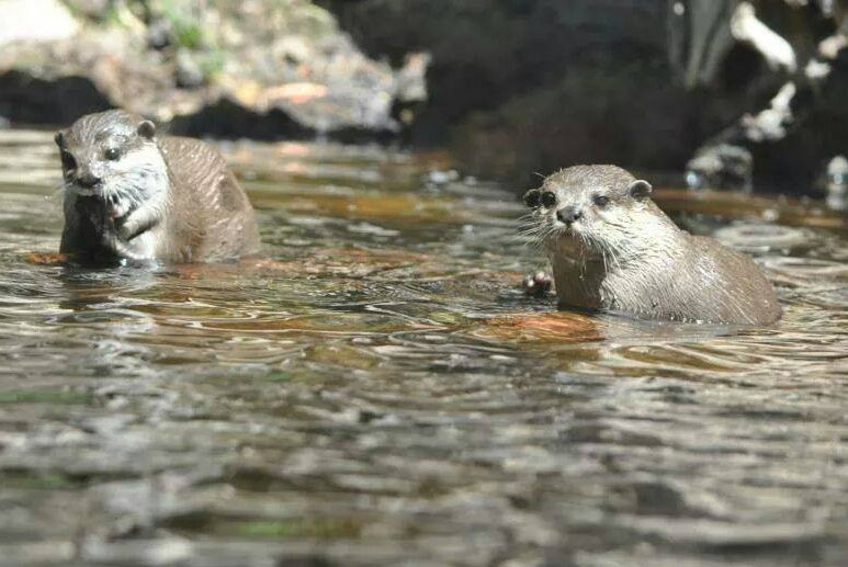 stuartmfoster's tweet photo. pair of otters'
#Otters #otter #wildlife #nature #wildlifephotography #photography #nikonphotography #oldshots #wildlifepark #wildlifephotography https://t.co/p0xlMy6xvK