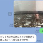 ピンク色に生まれたことで得な生き物!お母さんのウーパールーパーに対する見解!