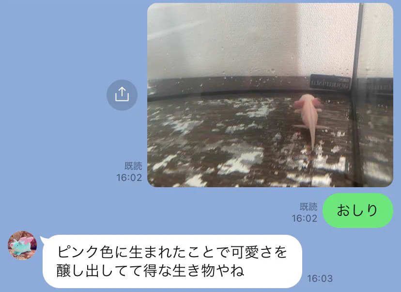 ピンク色に生まれたことで得な生き物！お母さんのウーパールーパーに対する見解！